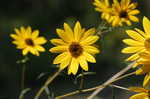 Narrow-leaf sunflower